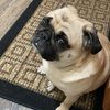 cocopug823